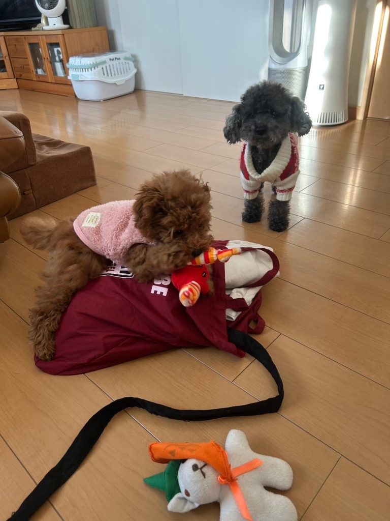 Andyが遊んでいる様子