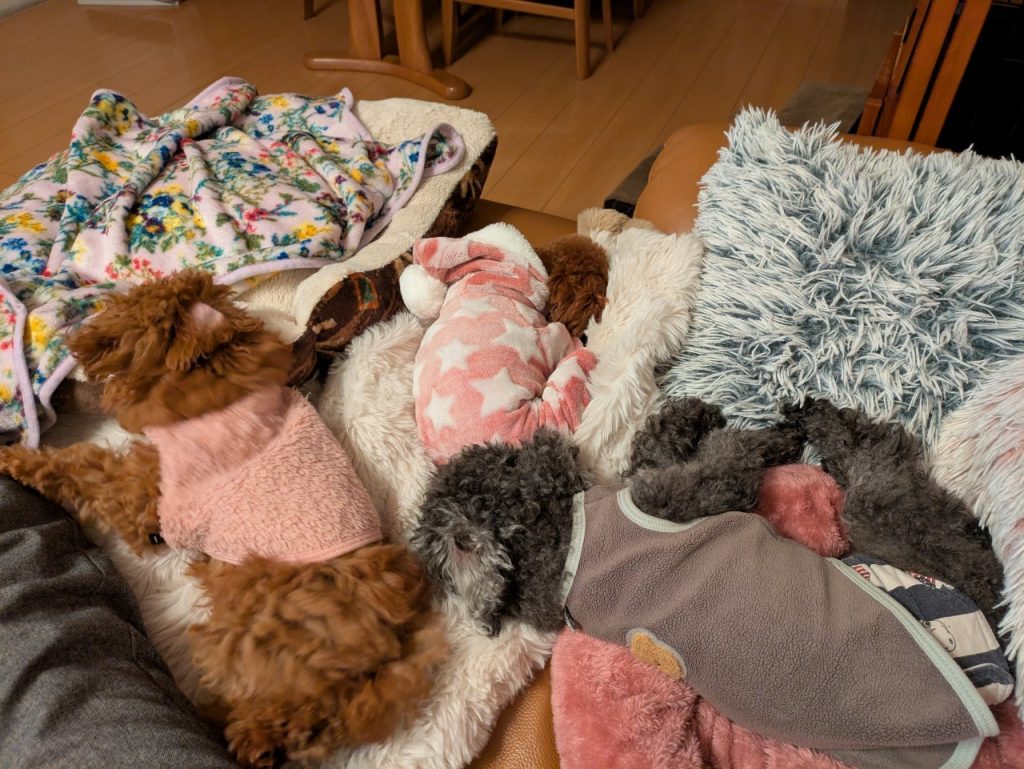 仲良く寝ているノア、アモ、アンディ