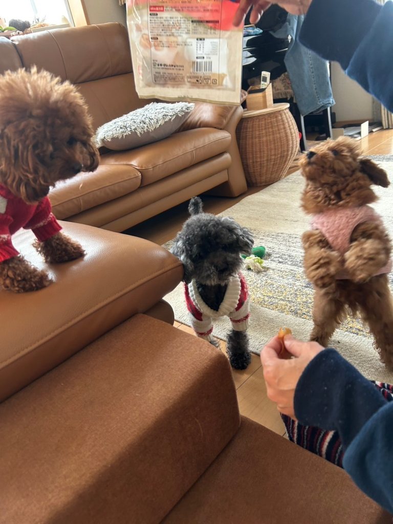 おやつをねだるアンディ