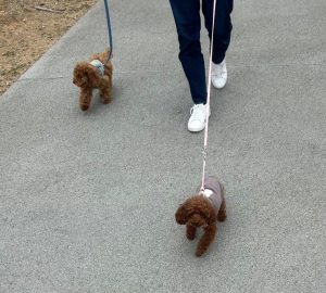 アモについていくアンディ