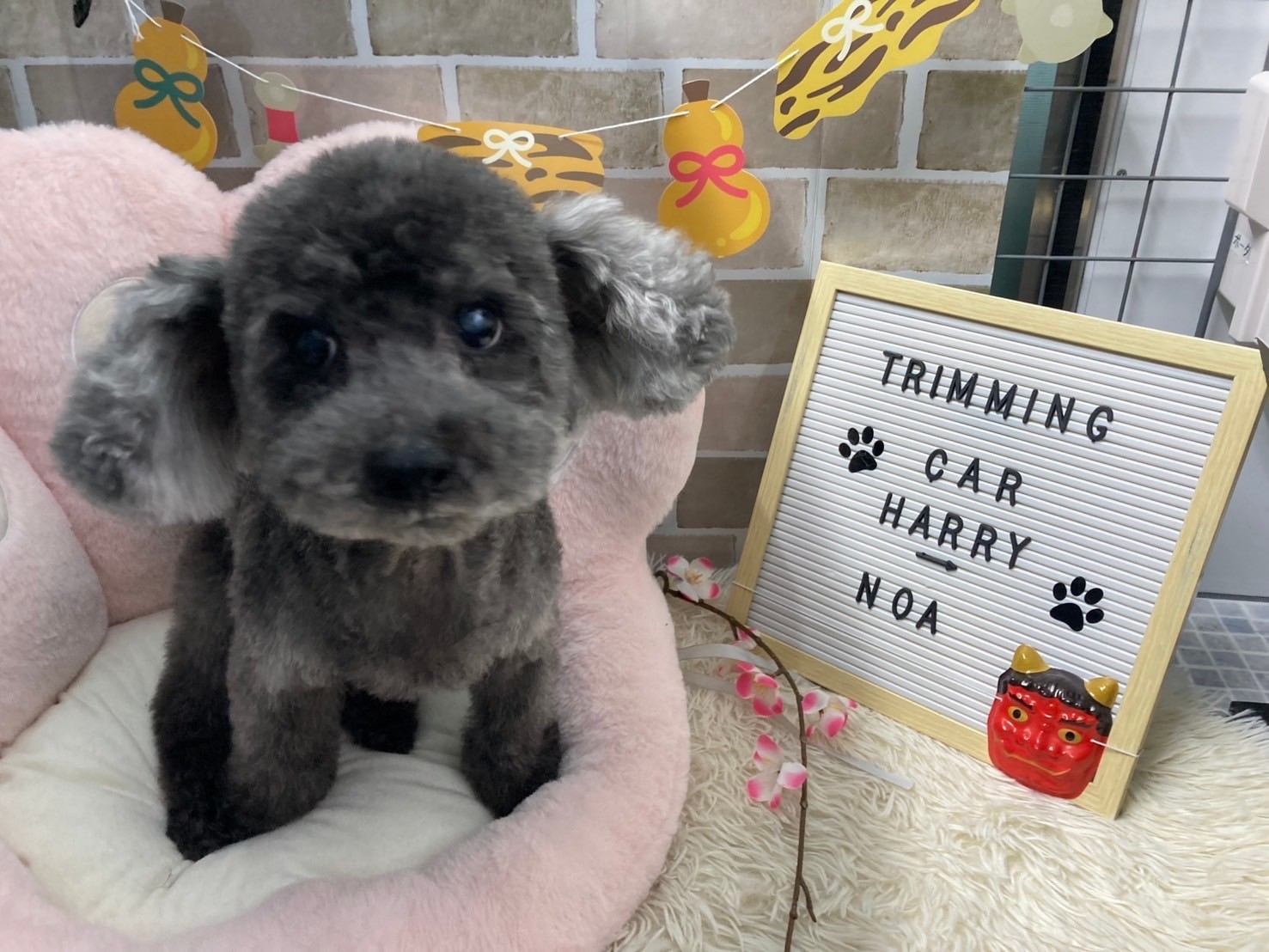 カット後のノア