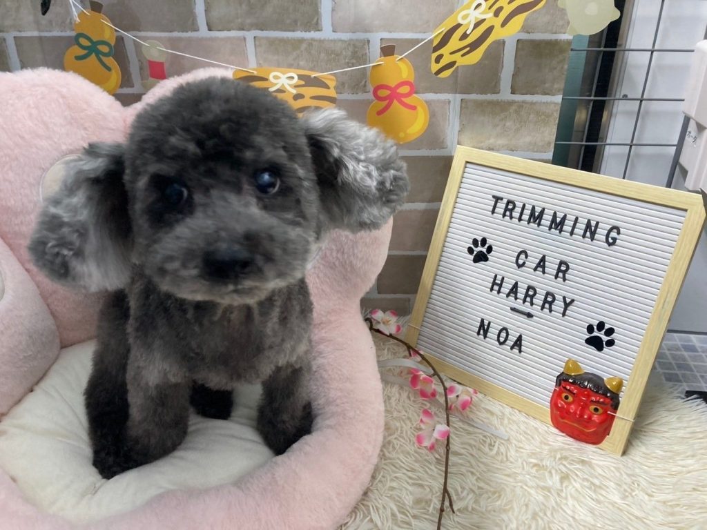 ノアのベストショット