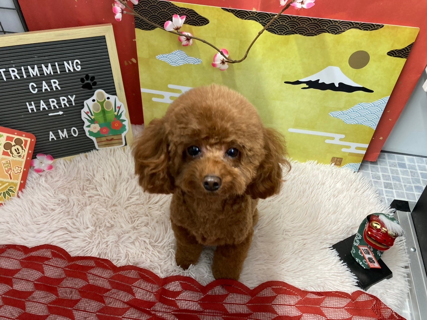 トリミング後のアモ