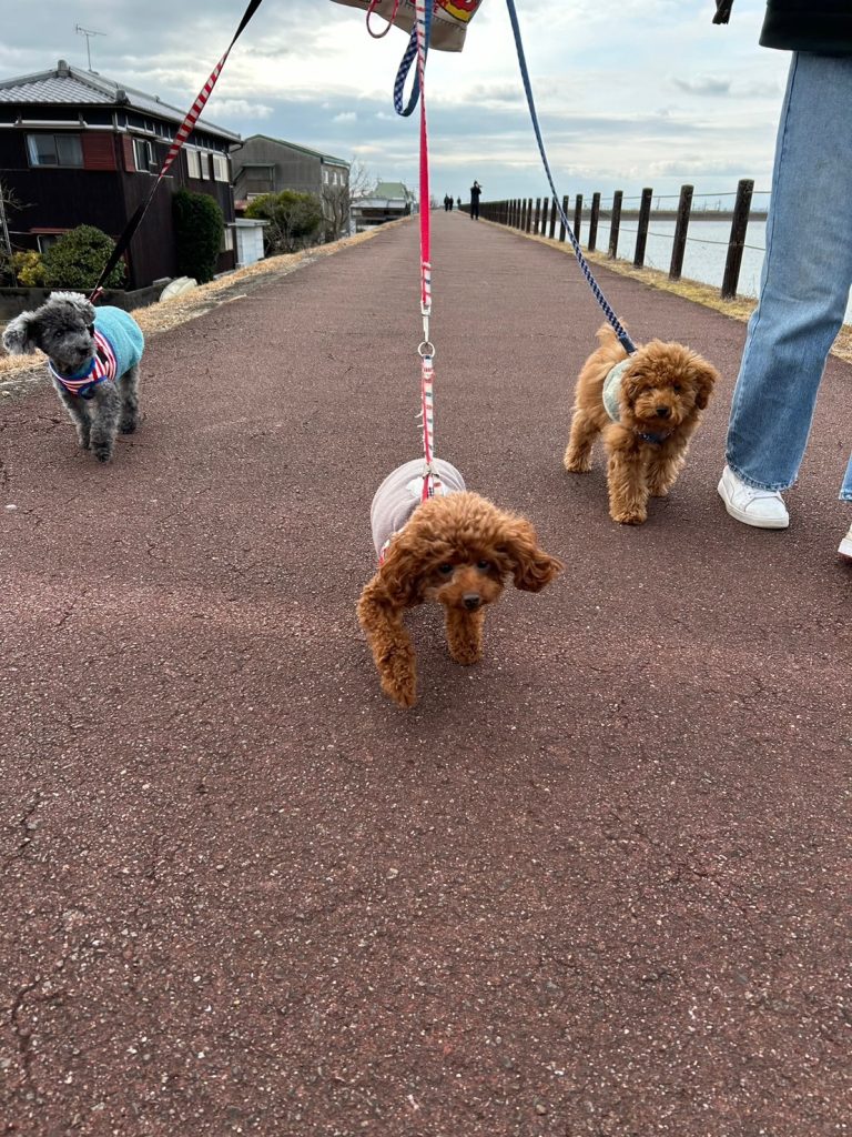 加古大池を散歩するまつ家のわんこたち