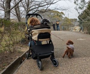 まつ家のわんこの3ショット