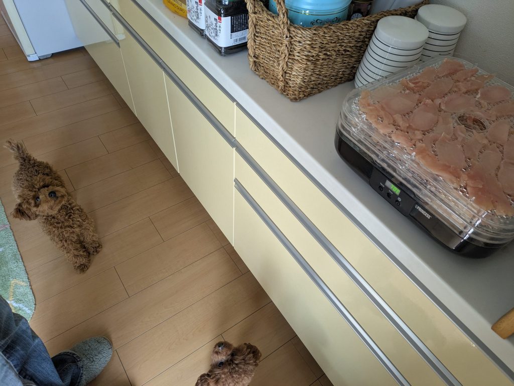 ジャーキーのできあがりを待つまつ家のわんこ