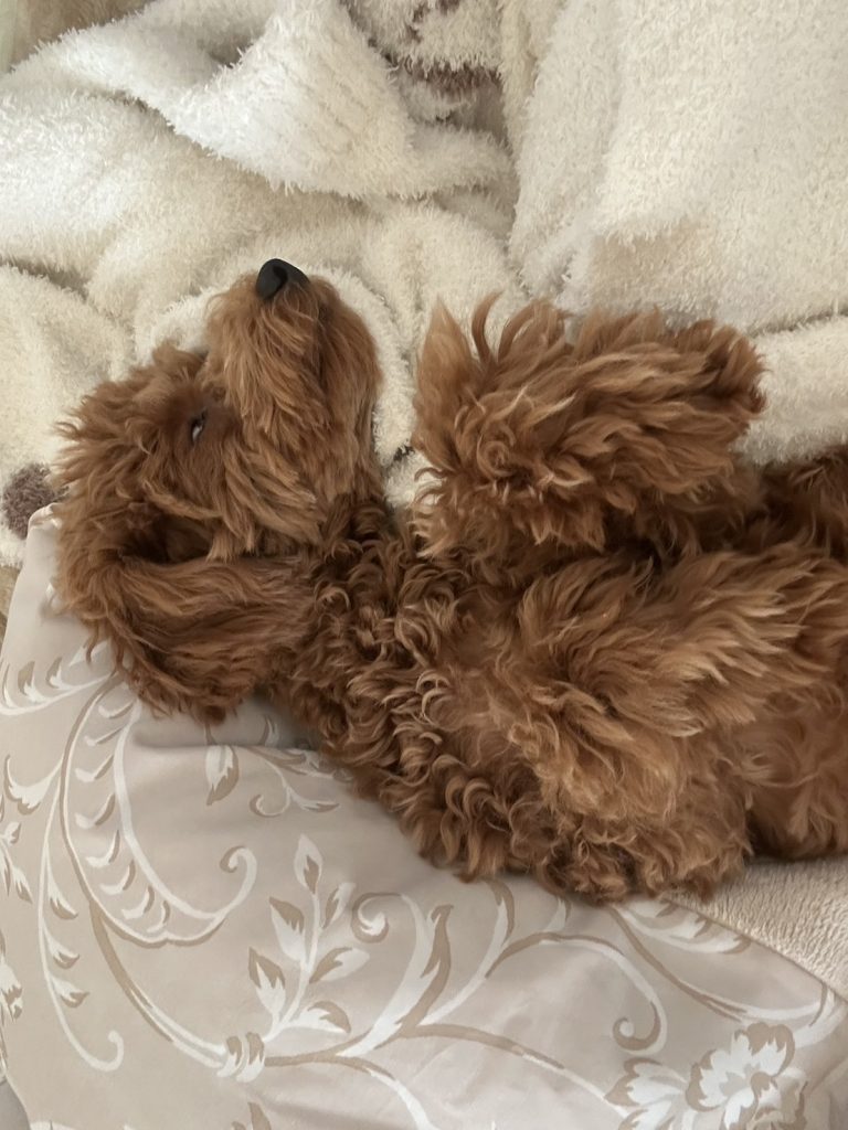 寝落ちしているアンディ