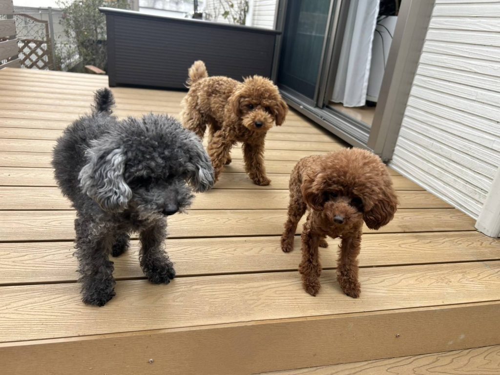 まつ家のわんこたちといっしょに写るベンチ付き収納庫