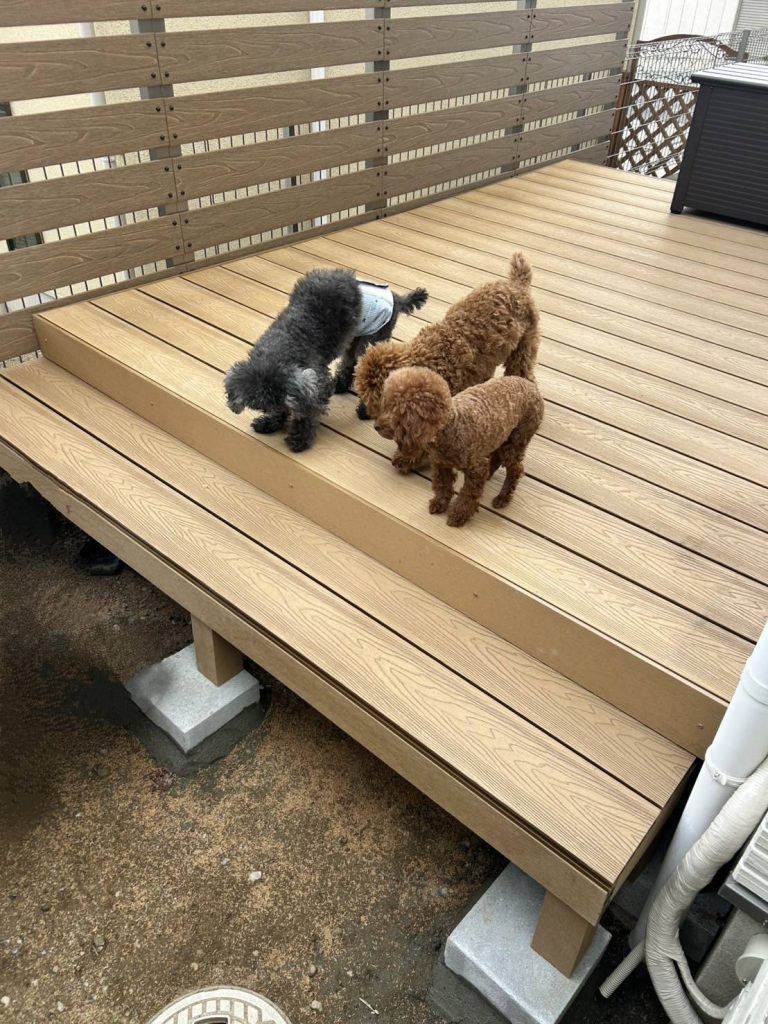 階段から降りようとしているまつ家のわんこたち