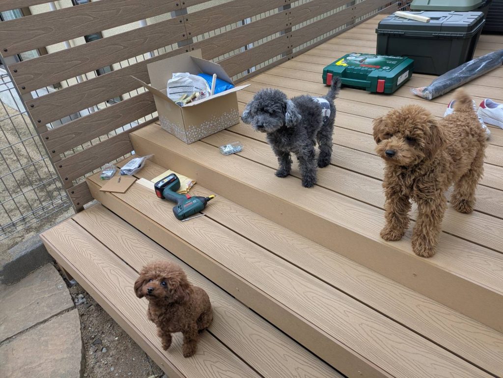新しくできたウッドデッキ階段とまつ家のわんこたち