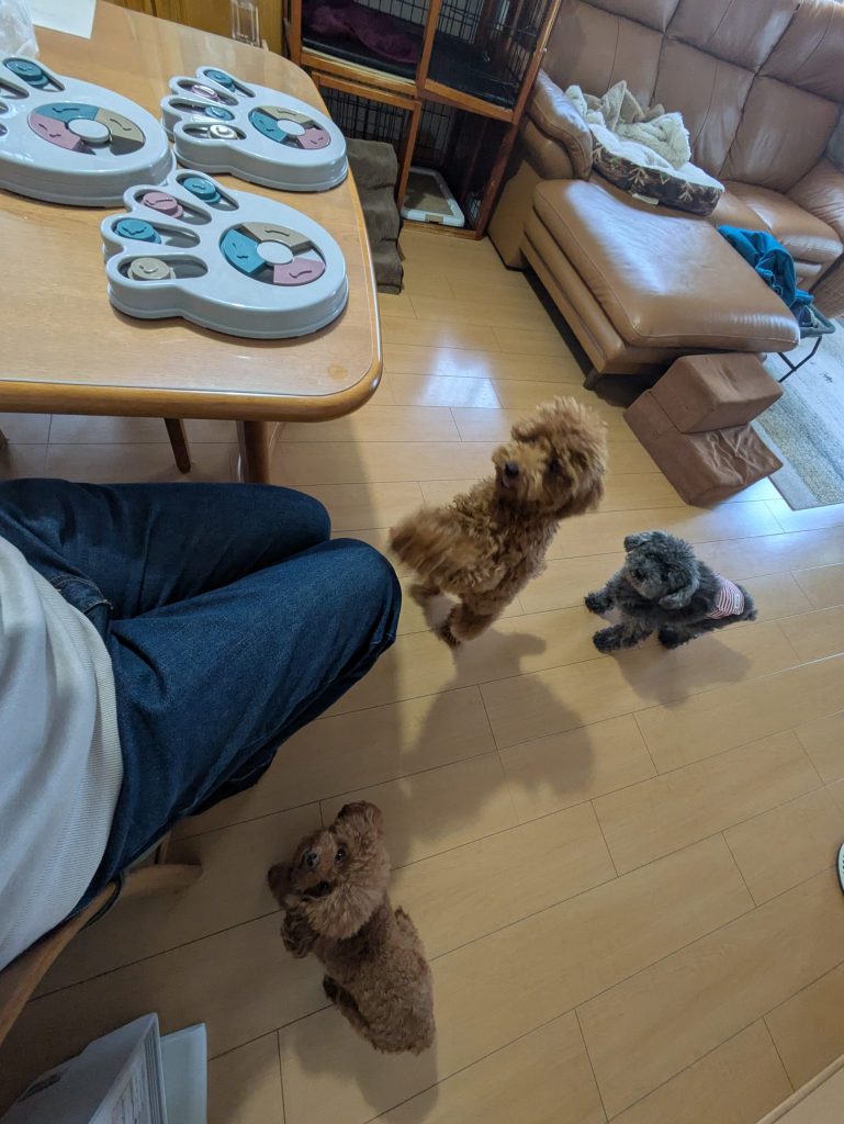 知育トイを待つノア、アモ、アンディ